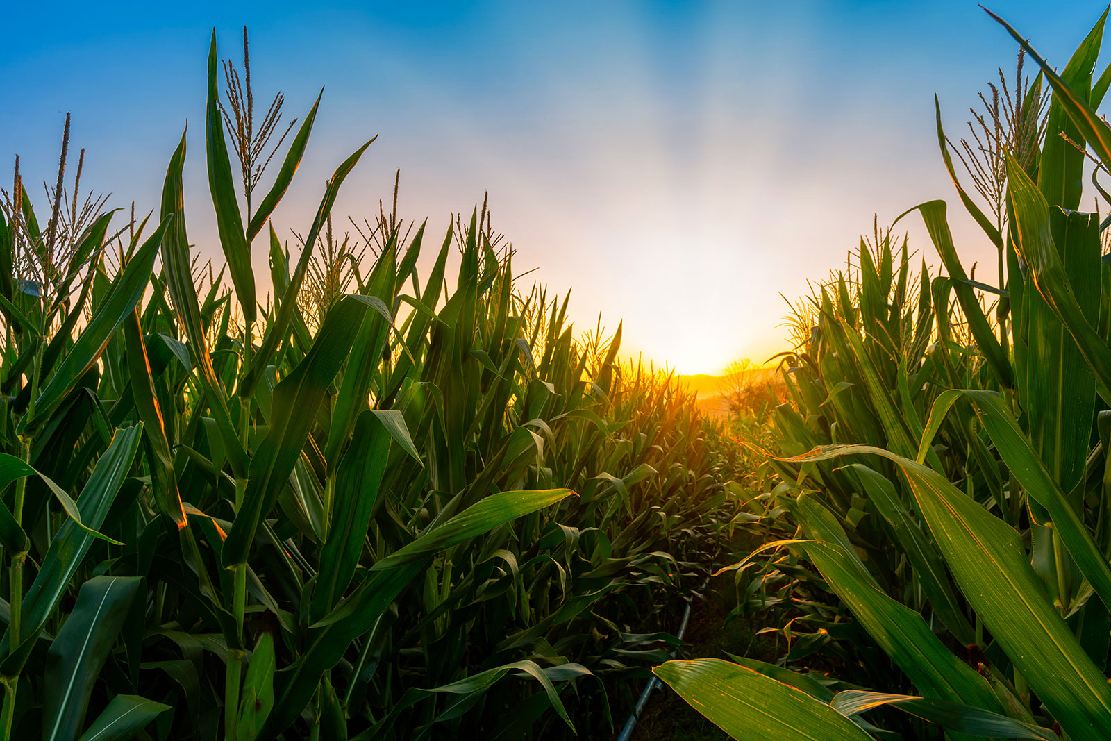 Cornfield